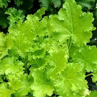 Гейхера "Lime Rickey" Садовые растения, многолетние цветы, рассада, саженцы, травы - изображение 3