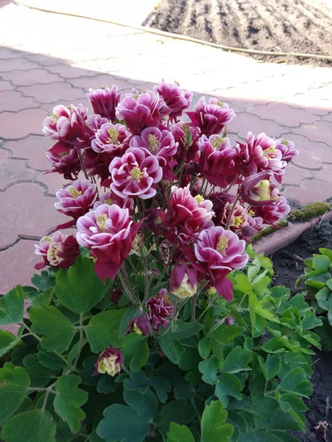 Аквилегия Winky Double Red & White (Aquilegia vulgaris) — водосбор махровый, контейнер Р9 - Фото 1 Аквилегия Winky Double Red & White (Aquilegia vulgaris) — водосбор махровый, контейнер Р9 - изображение 1