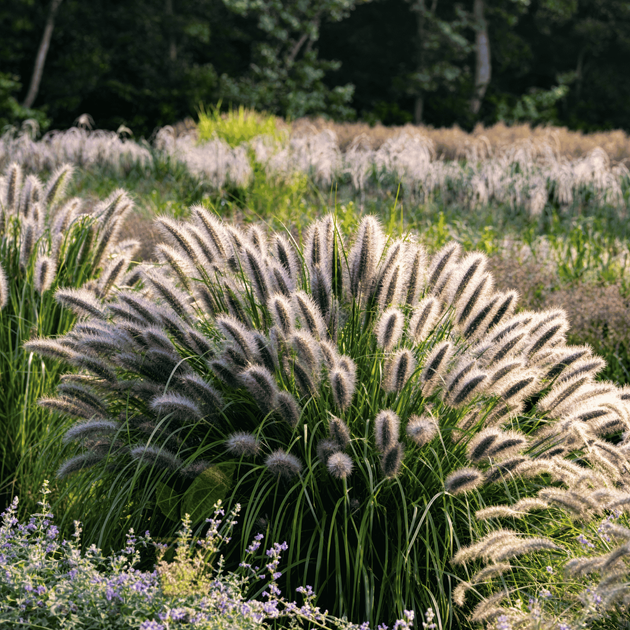 Пенисетум лесохвостый 'Black Beauty' (Pennisetum alopecuroides 'Black Beauty') Р9 - изображение 3