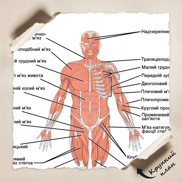 Постер Основные мышцы человеческого тела вид спереди, медицинский плакат, A3 42×30 см (id6014) - изображение 4
