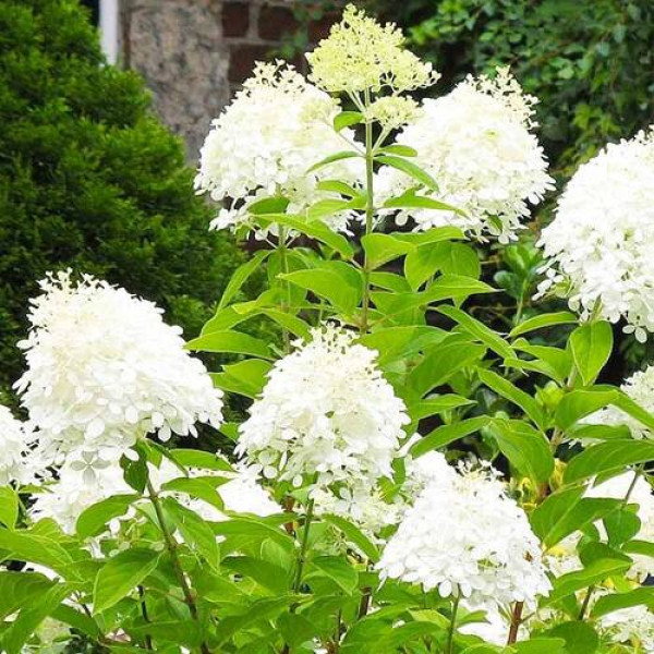 Гортензія волотиста Прім Вайт (Hydrangea paniculata Prim'White) кущ в горщику 12л, 7 років - Фото 3 Гортензія волотиста Прім Вайт (Hydrangea paniculata Prim'White) кущ в горщику 12л, 7 років - зображення 3