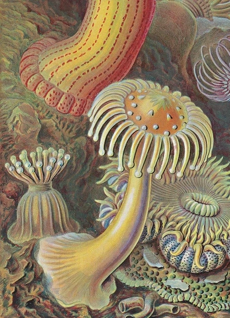 The Art and Science of Ernst Haeckel - Райнер Віллманн, Юлія Восс (9783836584289) - зображення 2