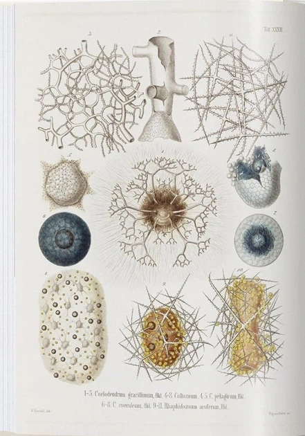 The Art and Science of Ernst Haeckel - Райнер Віллманн, Юлія Восс (9783836584289) - зображення 4