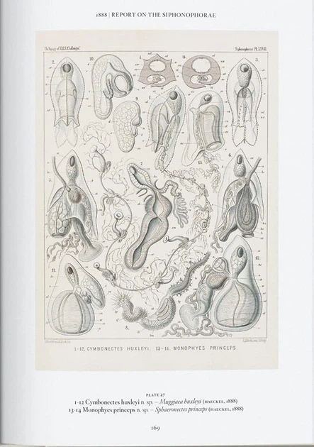 The Art and Science of Ernst Haeckel - Райнер Віллманн, Юлія Восс (9783836584289) - зображення 9