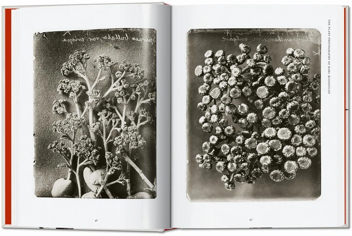 Karl Blossfeldt. The Complete Published Work. 45th Edition - Hans Christian Adam (9783836598514) - obraz 3
