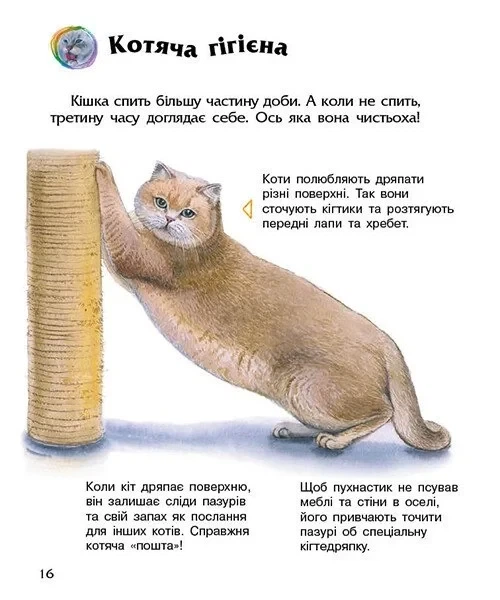Книга «Коти. Енциклопедія дошкільника». Автор - Юлія Каспарова - Фото 4 Книга «Коти. Енциклопедія дошкільника». Автор - Юлія Каспарова - зображення 4