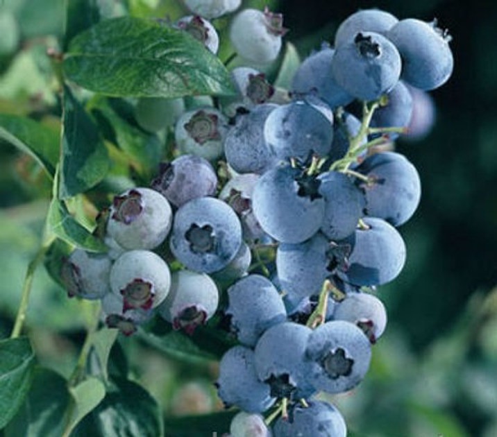 Кусты голубики Блюголд 4 ление в 5 л. контейнере с грунтом – низкие ...