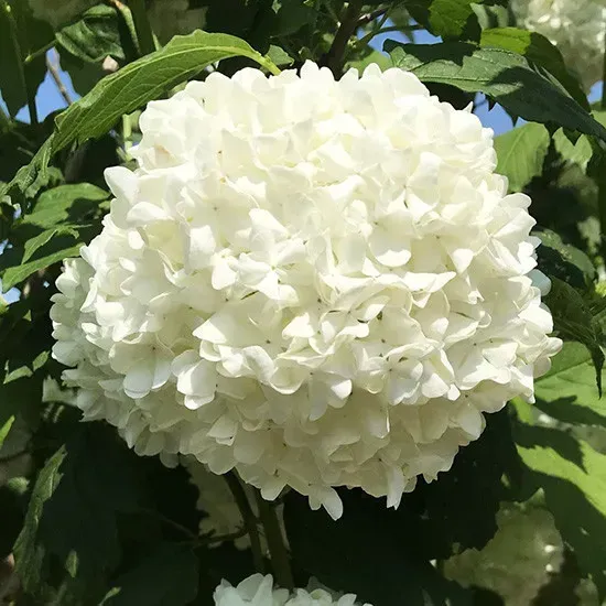 Калина Розеум (Viburnum opulus 'Roseum') декоративный куст С7,5 - Фото 2 Калина Розеум (Viburnum opulus 'Roseum') декоративный куст С7,5 - изображение 2