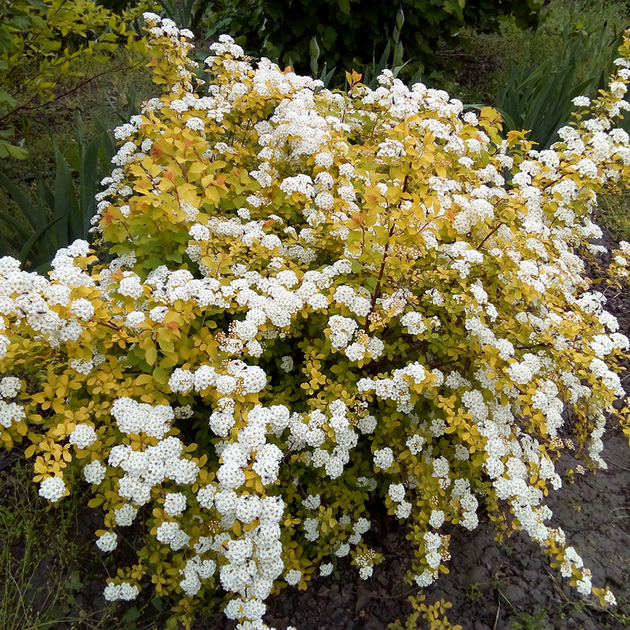 Спірея Вангутта Голд Фонтейн (Spiraea × vanhouttei Gold Fountain) декоративний кущ в горщику C3 - Фото 4 Спірея Вангутта Голд Фонтейн (Spiraea × vanhouttei Gold Fountain) декоративний кущ в горщику C3 - зображення 4