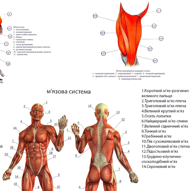 Интерьерная картина Мышечная система человека (укр.яз), медицинский плакат, 42×30 см (id6301) - изображение 5