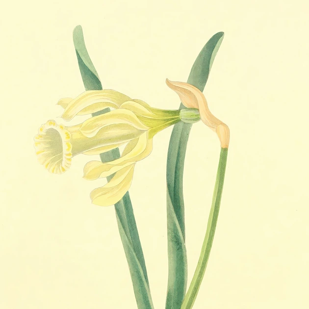 Интерьерная картина Ботаническая иллюстрация, Narcissus Moschatus, растения, интерьерный постер, 60×45 см (id7156) - Фото 6 Интерьерная картина Ботаническая иллюстрация, Narcissus Moschatus, растения, интерьерный постер, 60×45 см (id7156) - изображение 6