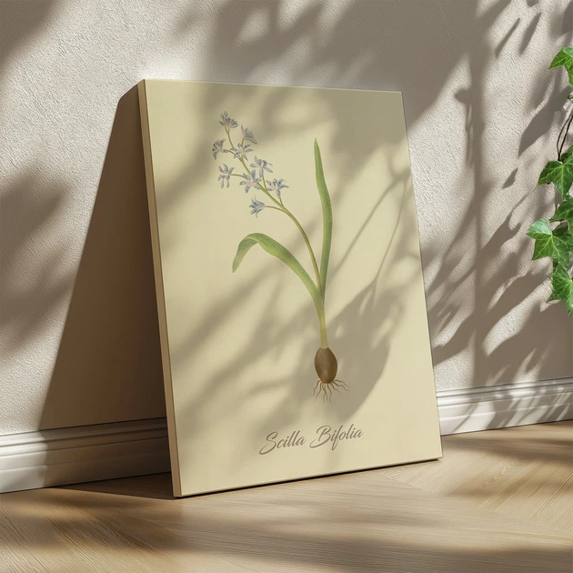 Интерьерная картина Ботаническая иллюстрация, Scilla Bifolia, растения, интерьерный постер, 40×30 см (id7155) - изображение 2