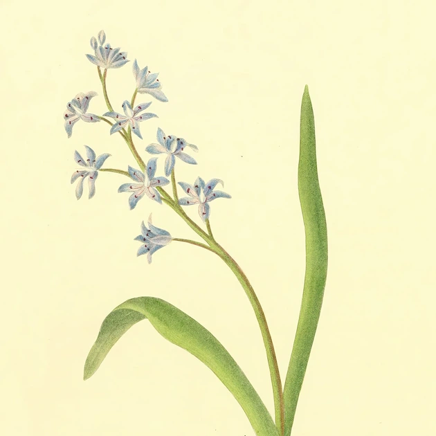 Интерьерная картина Ботаническая иллюстрация, Scilla Bifolia, растения, интерьерный постер, 40×30 см (id7155) - изображение 6