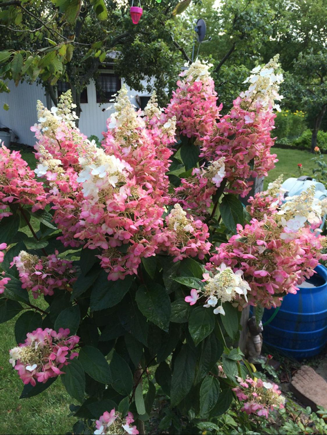Гортензия метельчатая Pinky Winky (Hydrangea paniculata Pinky Winky) декоративный куст в горшке C1 2х летний - Фото 2 Гортензия метельчатая Pinky Winky (Hydrangea paniculata Pinky Winky) декоративный куст в горшке C1 2х летний - изображение 2