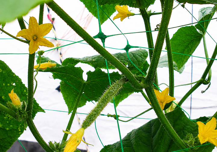 Сітка шпалерна PLANT NET, 8 г/м², 15x17см, 2x10м - Фото 2 Сітка шпалерна PLANT NET, 8 г/м², 15x17см, 2x10м - зображення 2