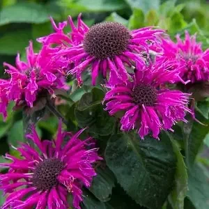 Монарда "Purple Lace" квіти для саду багаторічні,саджанці у горщиках,розсада - Фото 1 Монарда "Purple Lace" квіти для саду багаторічні,саджанці у горщиках,розсада - зображення 1