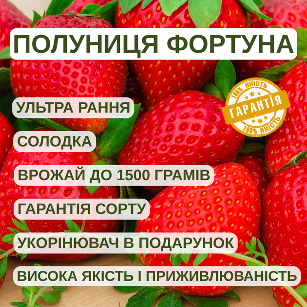 Саджанці полуниці (розсада) Фортуна (Fortune) - ультра рання, солодка, крупноплідна - зображення 5