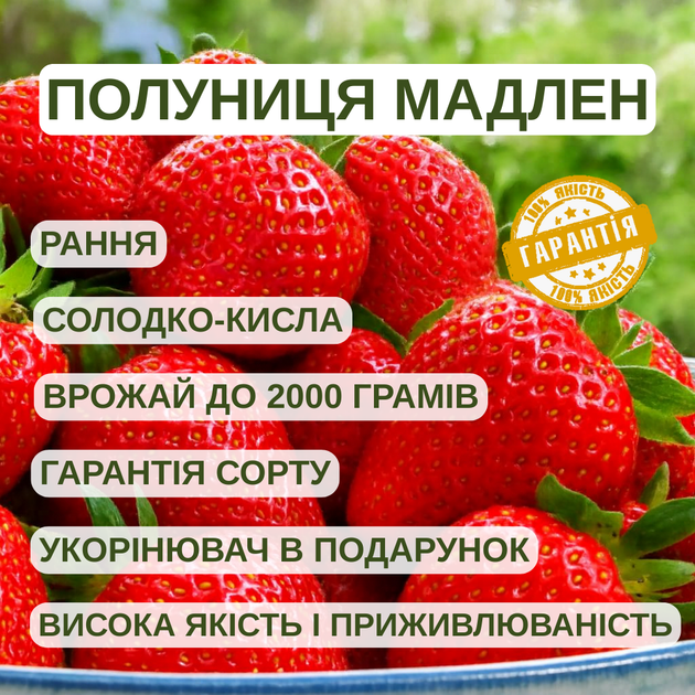 Саджанці полуниці в касеті Мадлен (Madeleine) - раннього терміну, велика, транспортабельна (в касеті) + Подарунок - зображення 4