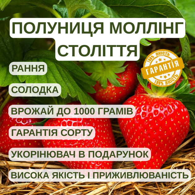 Саджанці полуниці (розсада) Моллінг Століття (Centenary) - рання, солодка, транспортабельна - зображення 5