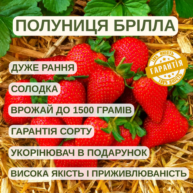 Саженцы клубники (рассада) Брилла (Brilla) - очень ранняя, сладкая, транспортабельная - изображение 5