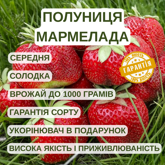 Саджанці полуниці (розсада) Мармелада (Marmolada Onebor) - середня, солодка, соковита - зображення 5