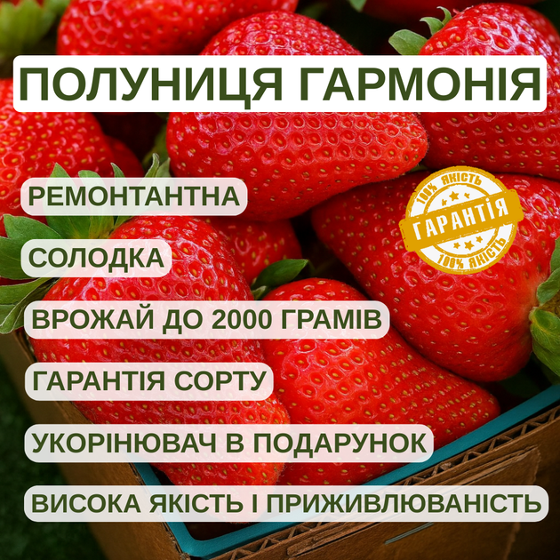 Саджанці полуниці в касеті Гармонія (Harmony) - ремонтантна, урожайна, крупноплідна (в касеті) + Подарунок - изображение 4