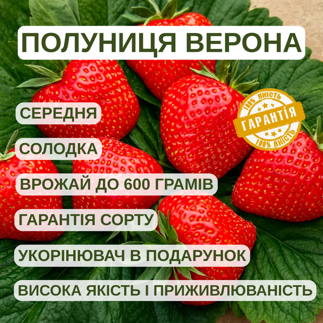 Саджанці полуниці (розсада) Верона - середня, урожайна, транспортабельна - зображення 5