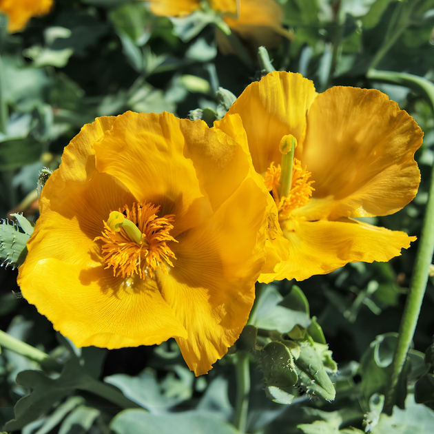 Насіння Глауціум жовтий, Glaucium flavum 10 шт/уп - зображення 5