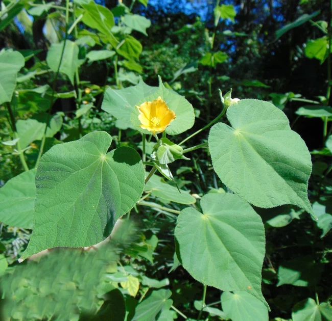 Семена Канатник декоративный, Abutilon theophrasti 10 шт/уп - Фото 3 Семена Канатник декоративный, Abutilon theophrasti 10 шт/уп - изображение 3