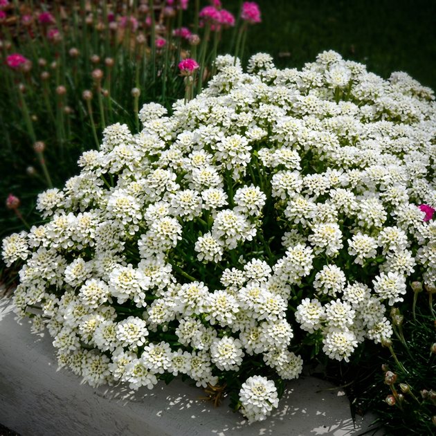 Семена Иберис вечнозелёный, Iberis sempervirens 5 шт/уп - изображение 6