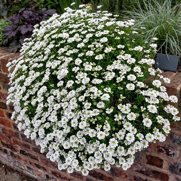 Семена Иберис вечнозелёный, Iberis sempervirens 5 шт/уп - изображение 7