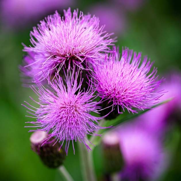 Семена Бодяк разнолистный, Cirsium heterophyllum 10 шт/уп - Фото 2 Семена Бодяк разнолистный, Cirsium heterophyllum 10 шт/уп - изображение 2