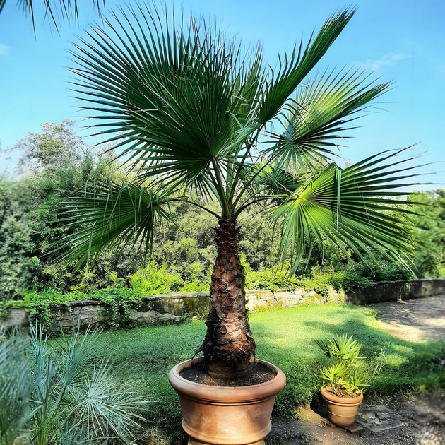 Насіння Вашингтонія нитконосна, Washingtonia filifera 5 шт/уп - Фото 1 Насіння Вашингтонія нитконосна, Washingtonia filifera 5 шт/уп - зображення 1