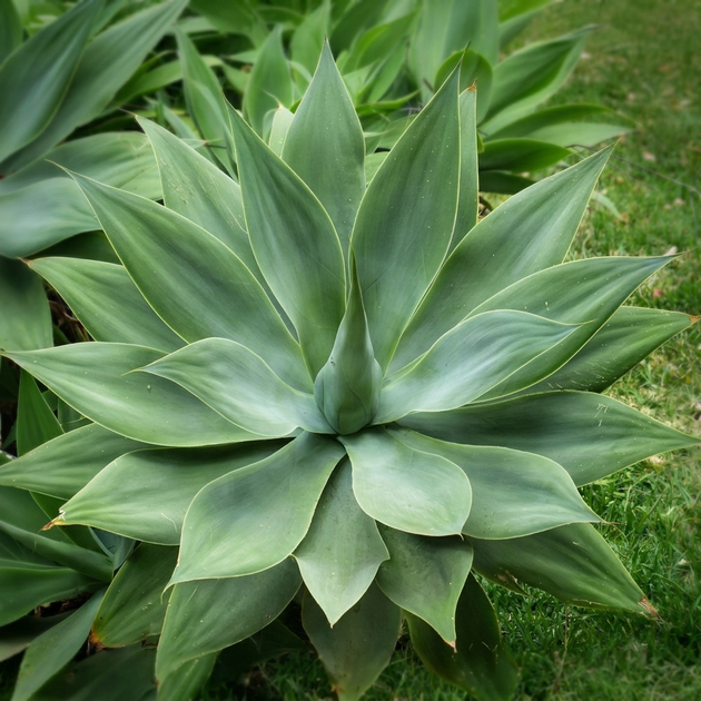 Семена Агава Аттенуата (Лисохвостная), Agave attenuata 3 шт/уп - изображение 5
