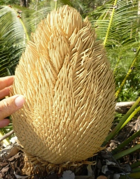 Семена Гималайский саговник, цикас, Cycas pectinata 1 шт/уп - изображение 3