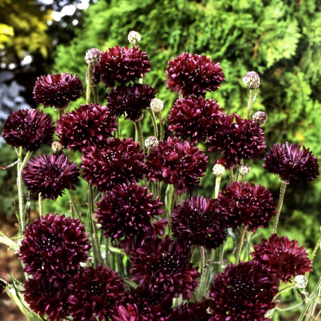 Семена Василек однолетний 'Black Ball', Centaurea cyanus 10 шт/уп - Фото 2 Семена Василек однолетний 'Black Ball', Centaurea cyanus 10 шт/уп - изображение 2