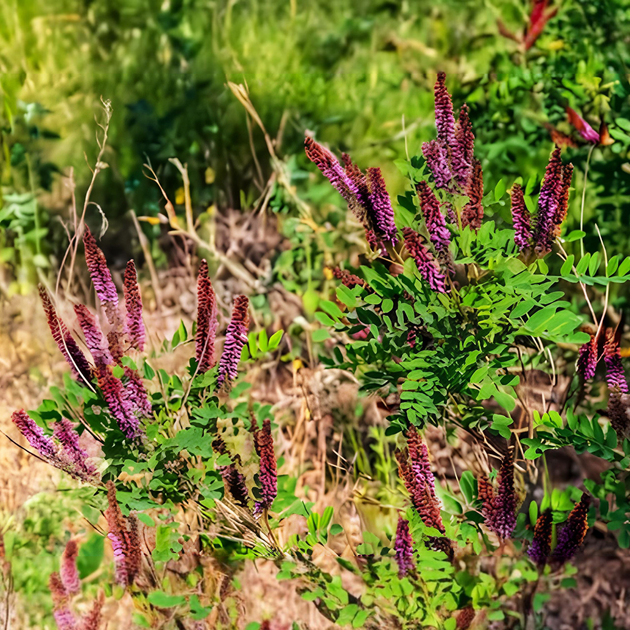 Семена Аморфа кустарниковая, Amorpha fruticosa 10 шт/уп - Фото 7 Семена Аморфа кустарниковая, Amorpha fruticosa 10 шт/уп - изображение 7