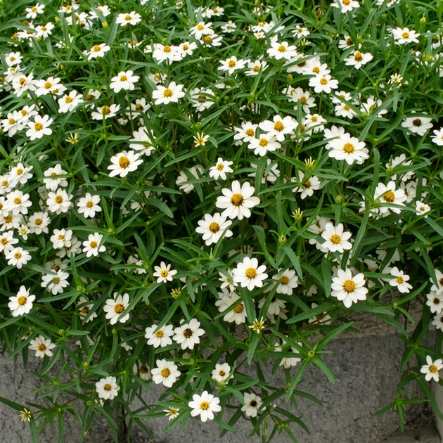 Семена Цинния линейная 'Tropic Snow', Zinnia linearis 10 шт/уп - изображение 4