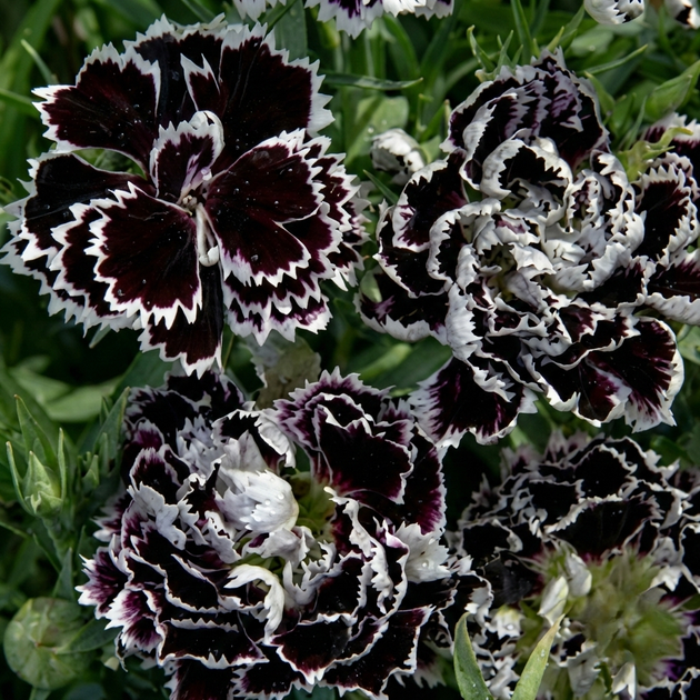Насіння Гвоздика китайська Геддевіга 'Black & White', Dianthus chinensis 10 шт/уп - зображення 3