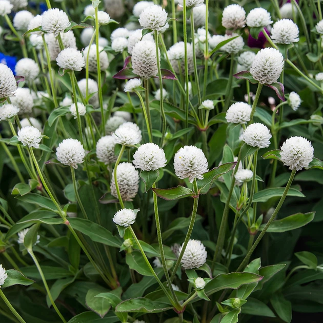 Семена Гомфрена белая, Gomphrena globosa 10 шт/уп - Фото 2 Семена Гомфрена белая, Gomphrena globosa 10 шт/уп - изображение 2
