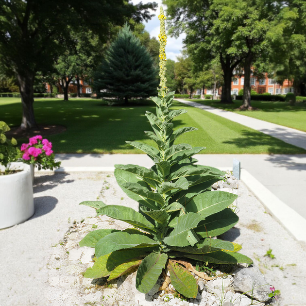 Насіння Дивина ведмеже вухо, Verbascum thapsus 0.2 гр/уп - зображення 3