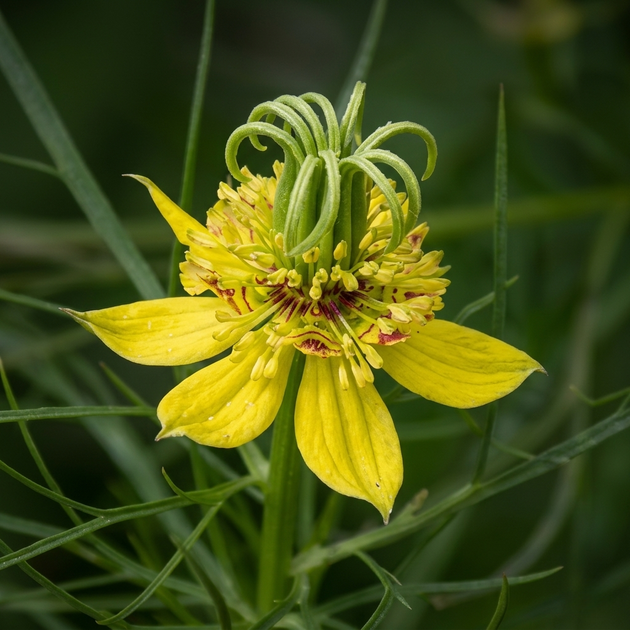 Семена Нигелла восточная, Nigella orientalis 10 шт/уп - изображение 7