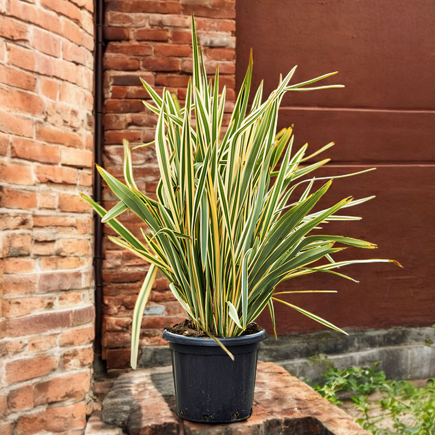 Семена Новозеландский лён 'Variegatum', Phormium tenax 5 шт/уп - Фото 1 Семена Новозеландский лён 'Variegatum', Phormium tenax 5 шт/уп - изображение 1