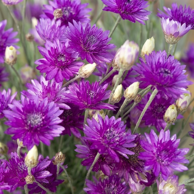 Насіння Ксерантемум однорічний 'Superbissimum Purpureum', Xeranthemum annuum 10 шт/уп - зображення 2