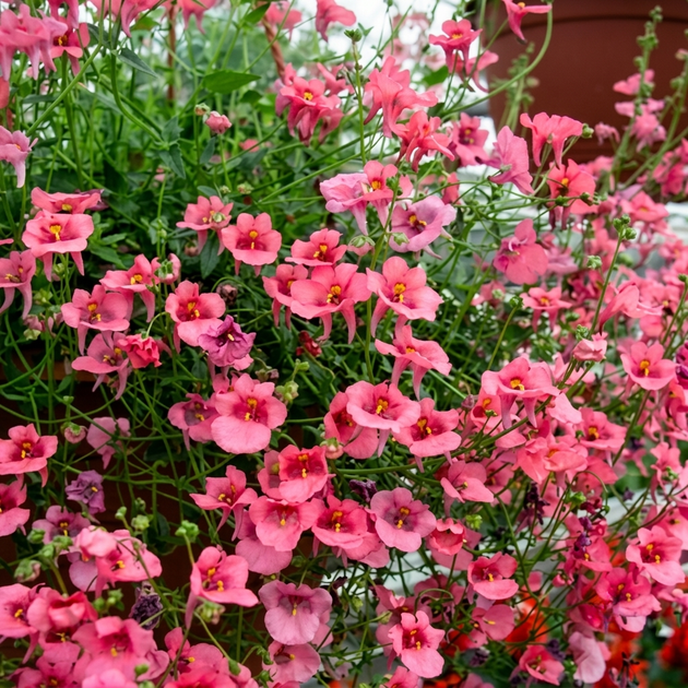 Семена Диасция Барберы 'Pink Queen', Diascia barberae 20 шт/уп - изображение 3