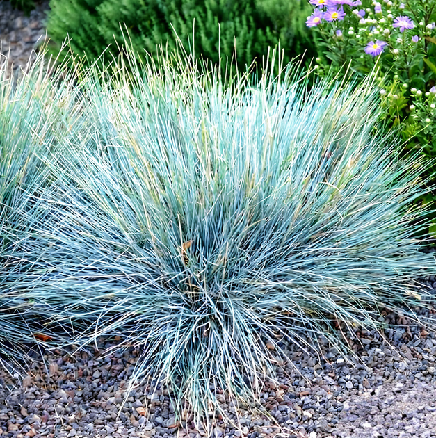 Насіння Костриця сиза, Festuca cinerea 20 шт/уп - зображення 2