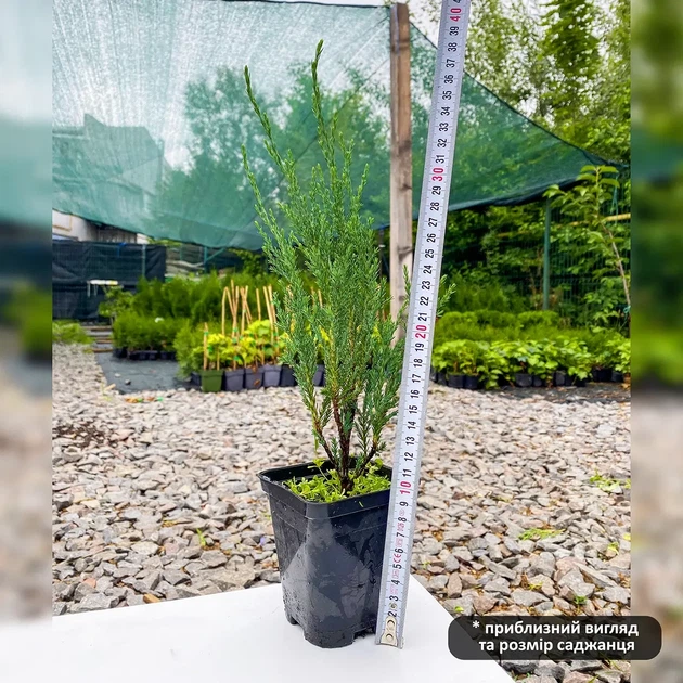 Саженцы Можжевельника скального Блю Эрроу-Арроу (Juniperus scopulorum Blue Arrow) Р9 - изображение 8