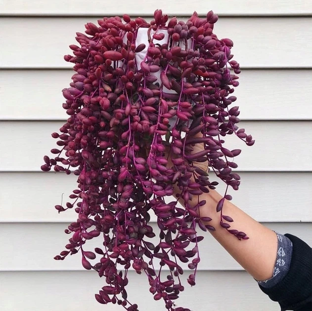 Саженцы Крестовника Оттона (Senecio Otton) Р9 - Фото 2 Саженцы Крестовника Оттона (Senecio Otton) Р9 - изображение 2