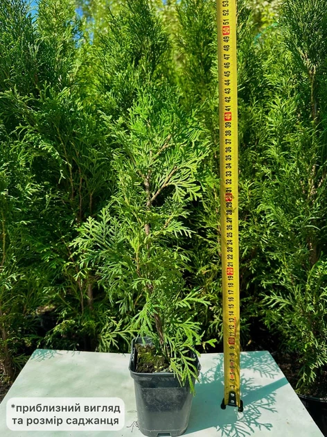Саджанці Туї західної Колумна (Thuja occidentalis Columna) Р9 - зображення 3