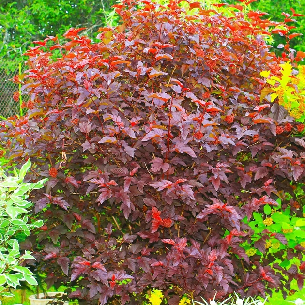Саджанці Пухироплідника калинолистного Ред Барон (Physocarpus opulifolius Red Baron) Р9 - зображення 4